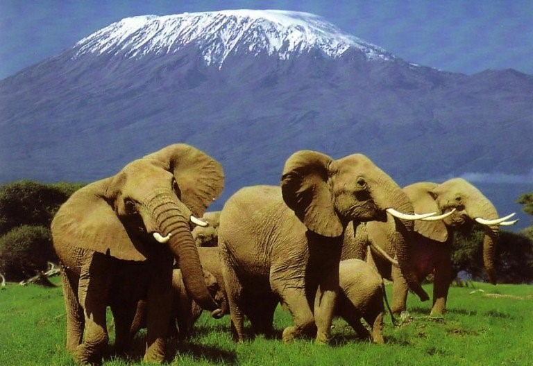 African Bush Elephant